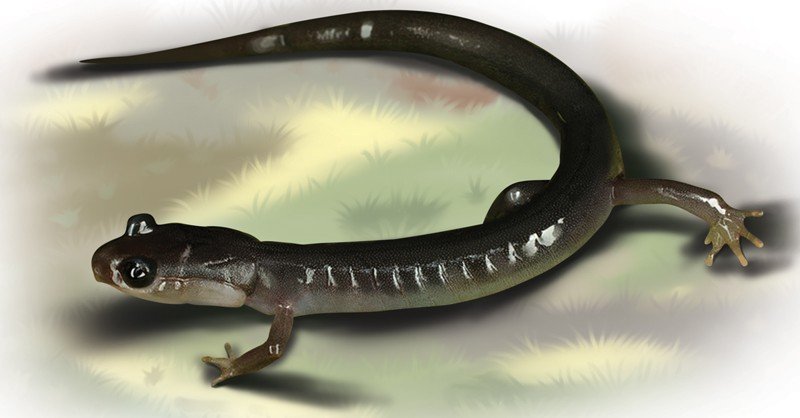 South-Mountain-Grey-cheeked-Salamander