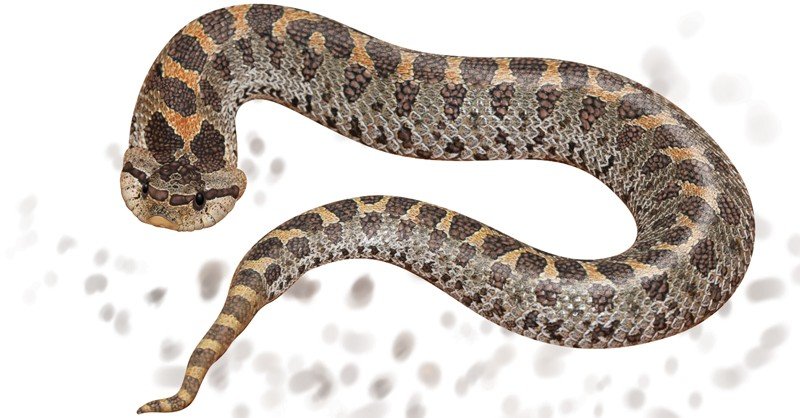 Southern-Hog-nosed-Snake