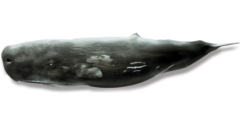Sperm-Whale