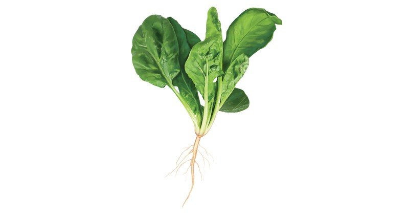 Spinach