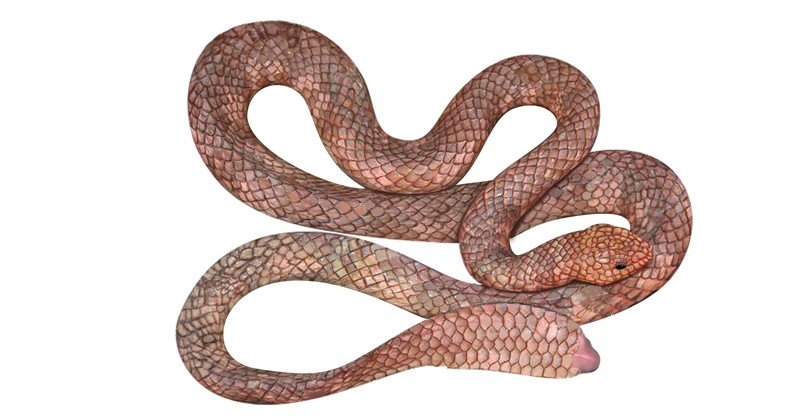 Spine-tailed-Sea-Snake