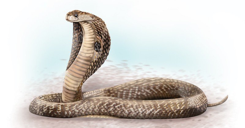Spitting-Cobra