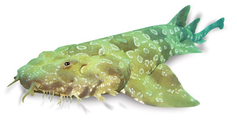 Spotted-Wobbegong-Trout