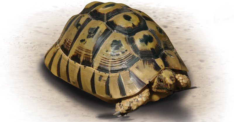 Spur-thighed-Tortoise