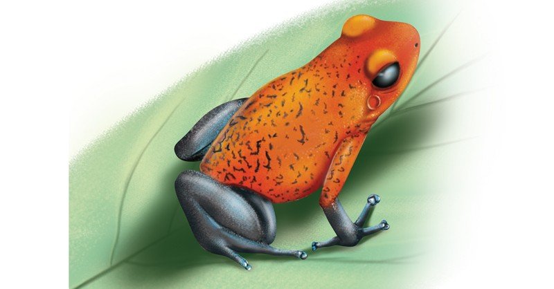 Strawberry-Poison-Frog