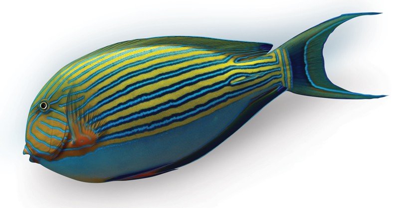 Striped-Surgeonfish