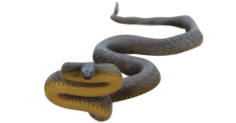 Taipan-Snake