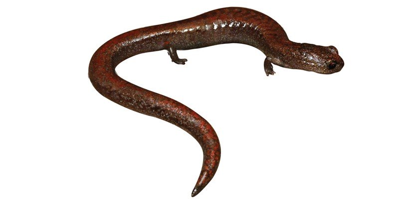 Tehachapi-Slender-Salamander