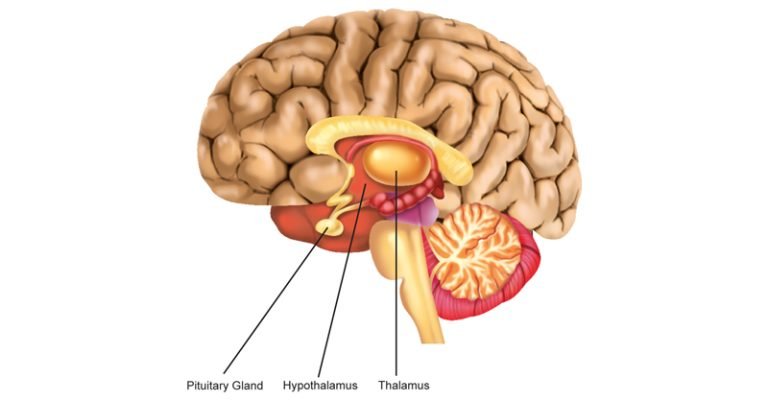 Thalamus and Hypothalamus - Sawan Books
