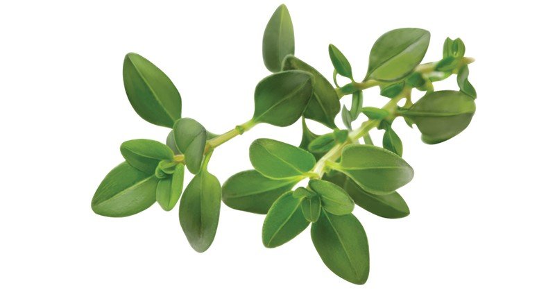 Thyme