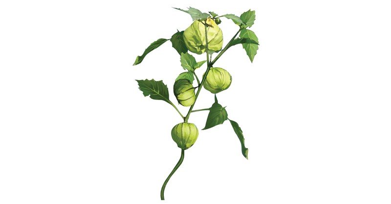 Tomatillo