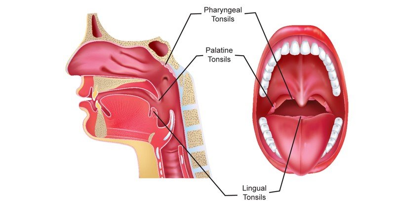 Tonsils