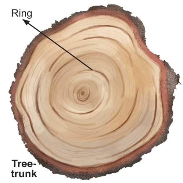 What do the Rings in a Treetrunk Mean? Sawan Books