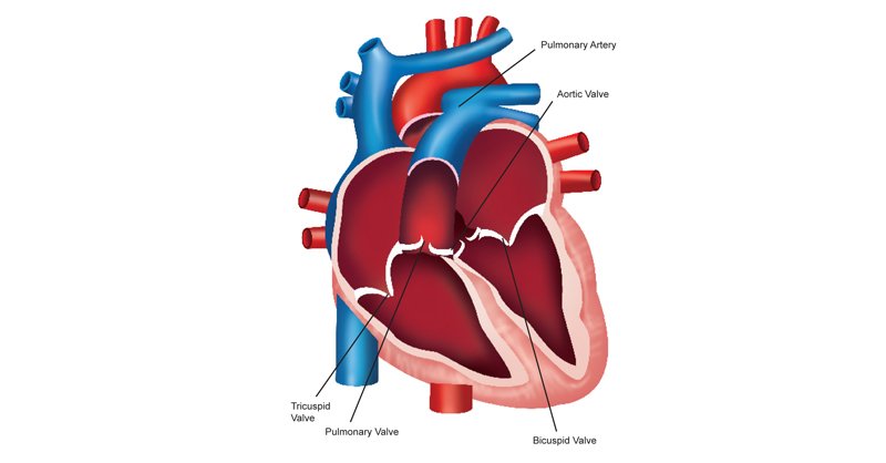 Tricuspid-&Biscupid-Pulmonary-and-Aortic-Valve