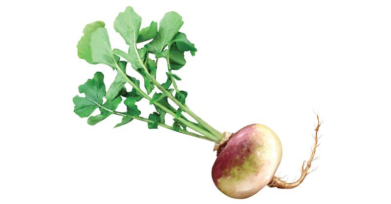 Turnip