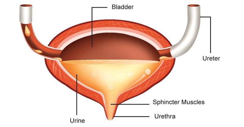 Urinary-Bladder-and-Urethra