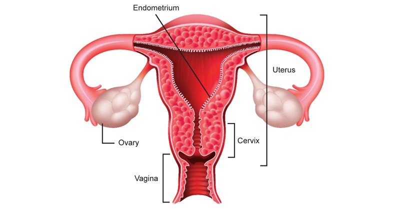 Vagina,-Uterus-and-Ovaries