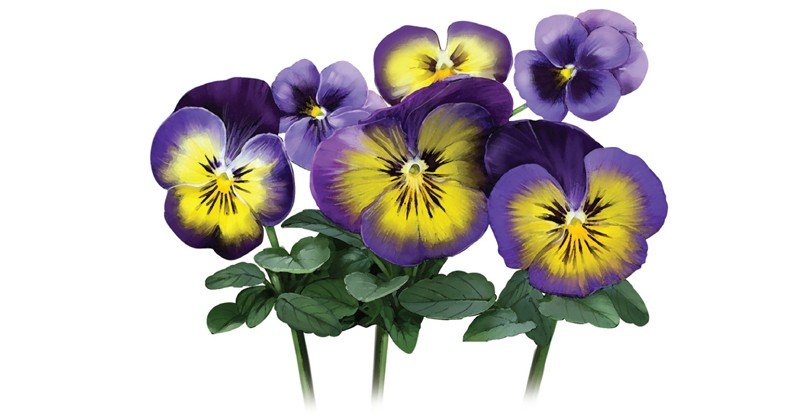 Viola