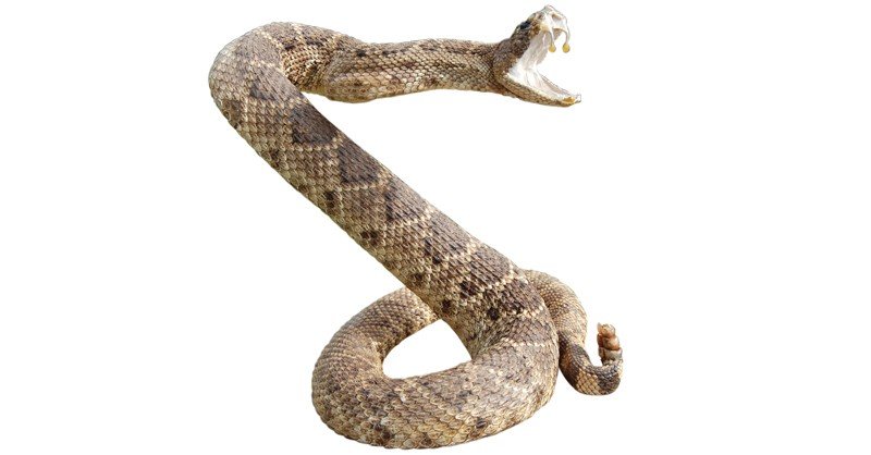 Viper-(Snake)