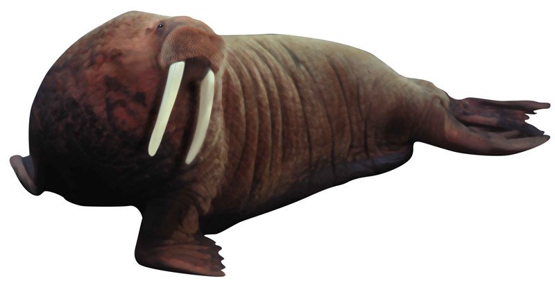 Walrus