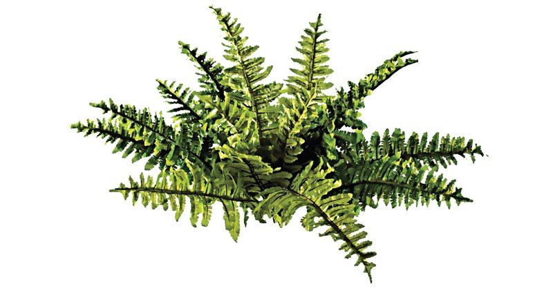 Water-Fern
