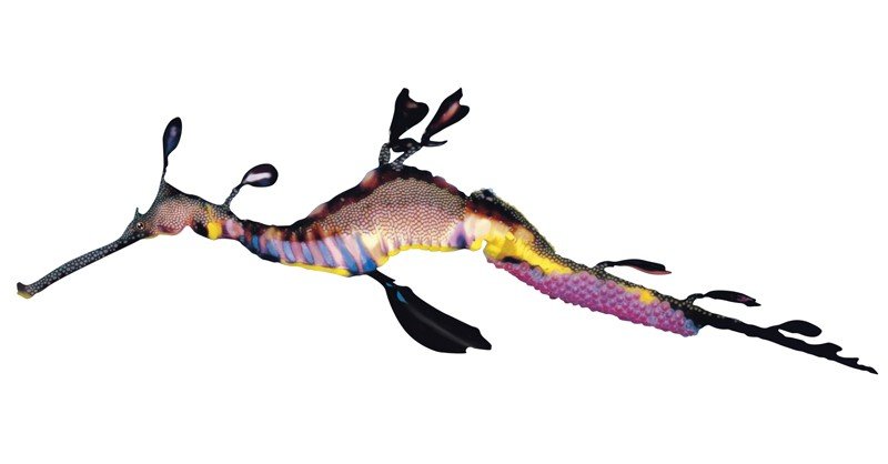 Weedy-Seadragon