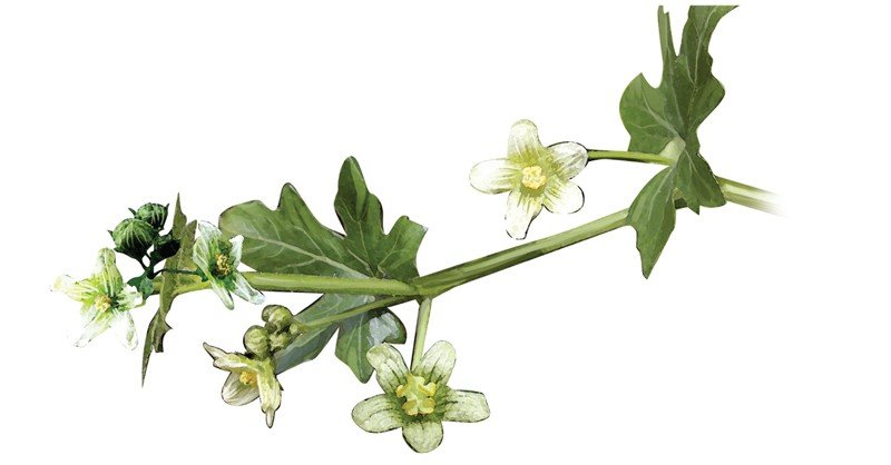 White-Bryony