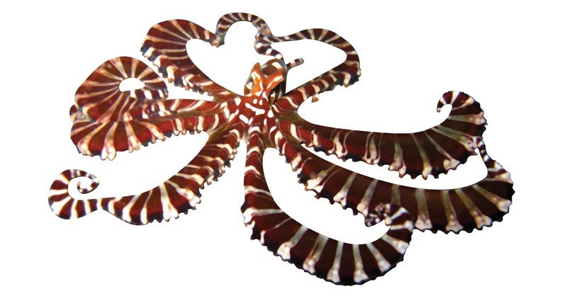 Wunderpus