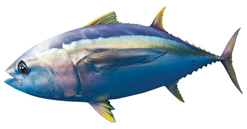 Yellow-Fin-Tuna