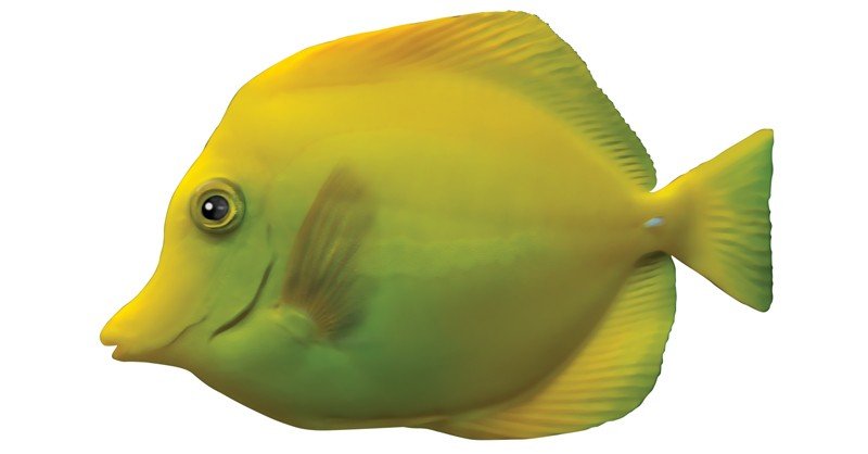 Yellow-Tang