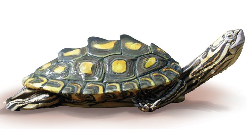 Yellow-blotched-Map-Turtle