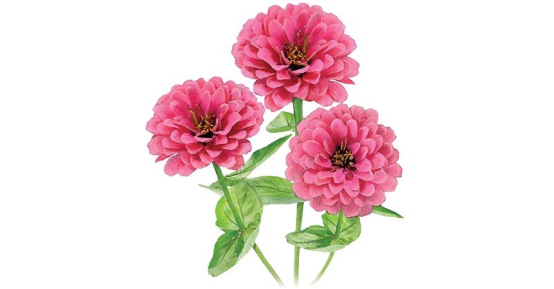 Zinnia