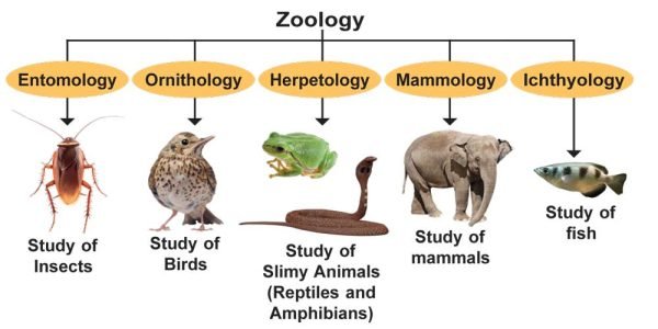 What is Zoology? - Sawan Books