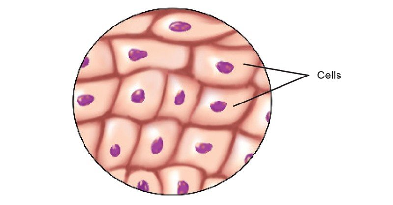 Cell Tissue Organ System Biology Diagrams