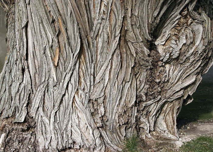 Where does Aspirin Come From? Sawan Books