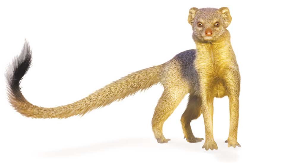 Mongoose - Sawan Books Mongoose - Sawan Books