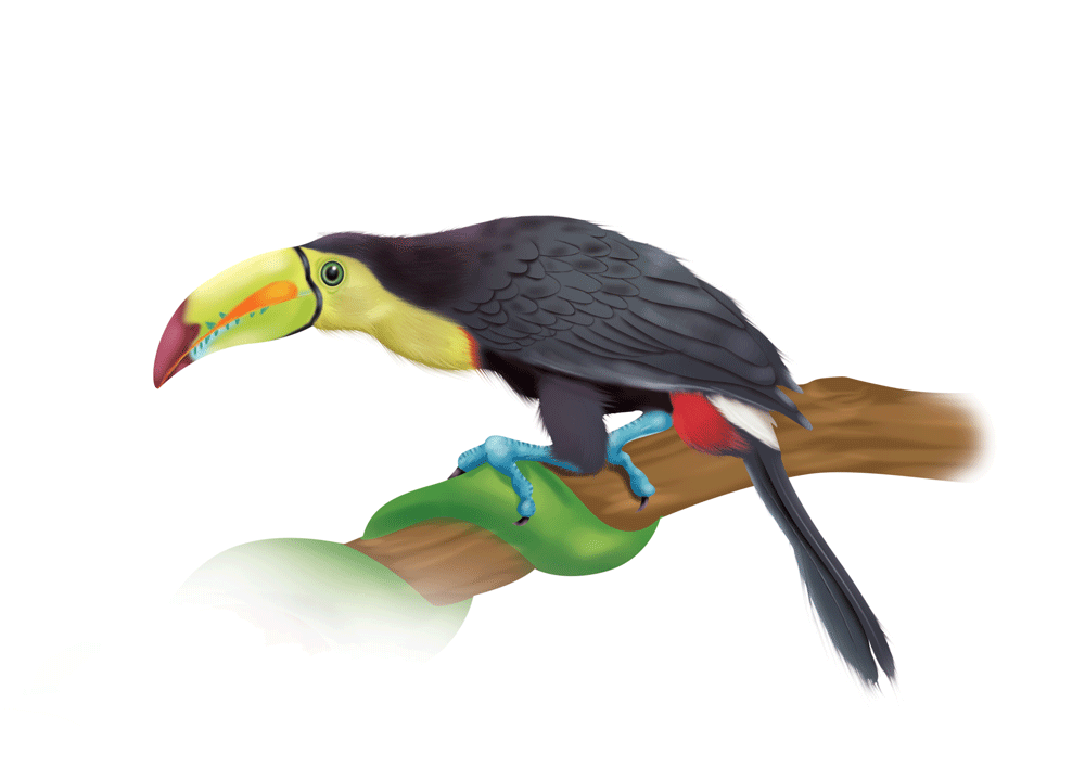 Keel Billed Toucan, PDF, Birds