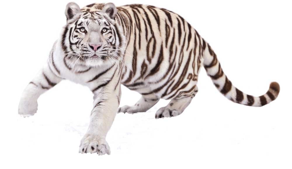 White Tiger - Sawan Books White Tiger - Sawan Books