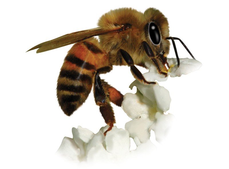 Africanized-Honeybee