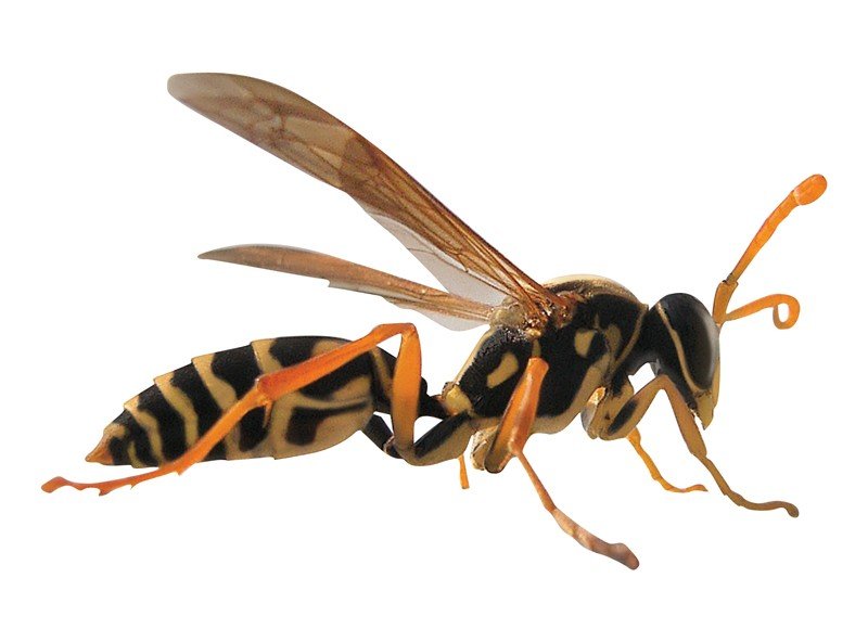 Asan-Paper-Wasp