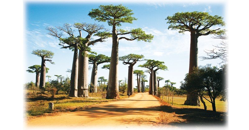 Avenue-of-the-Baobabs