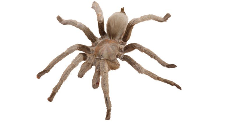 Barking-Spider