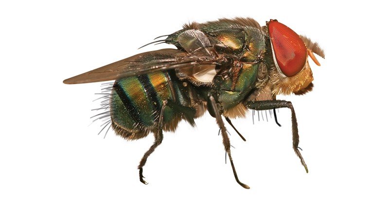Blowfly