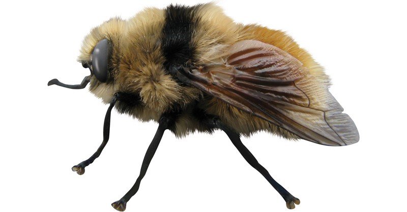 Botfly