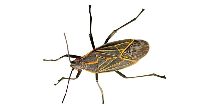 Boxelder-Bug