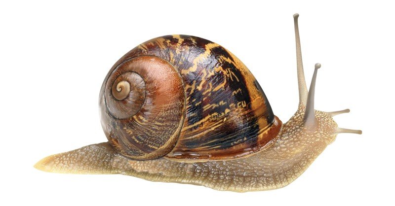 Brown-Garden-Snail