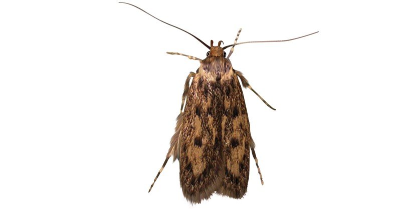 Brown-House-Moth