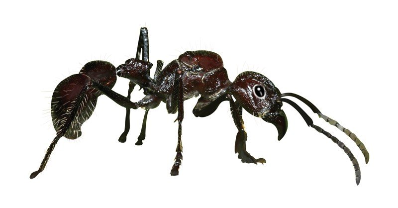 Bullet-Ant