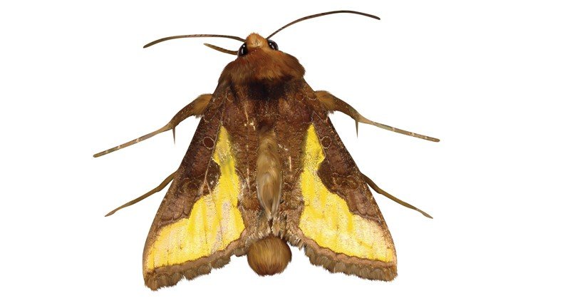 Burnished-Brass-Moth