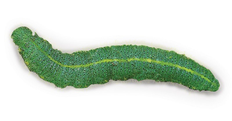 Cabbage-White-Caterpillar